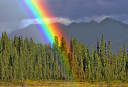 arcobaleno 23 lista